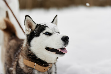 beautiful dog on a leash winter walk outdoors friendship Lifestyle