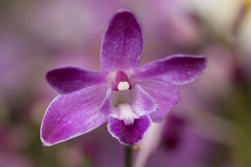 purple orchid flower