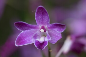 Obraz premium purple orchid flower