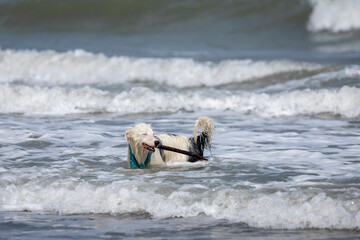 mostly white border  collie dog playing happily with a stick in the sea