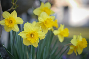 The shallow focus of blooming yellow Narcissus flowers 