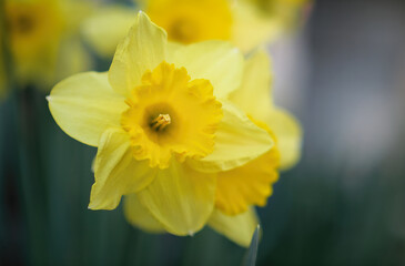 Close-up shot of blooming yellow Narcissus flower with a blurry background