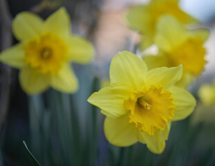 Close-up shot of blooming yellow Narcissus flower with a blurry background