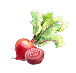 Beet with green leaves, red beet in cut. Watercolour illustration on a white background.