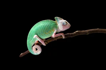 Gardinen Vitiligo Veiled Chameleon isolated on black background © Dmitry