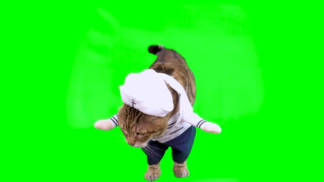 4K portrait of Bengal cat dressed up in sailor costume on green screen isolated with choma key, real shot
