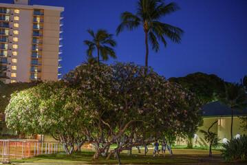 Fototapeta na wymiar Hawaii trees at park at night 