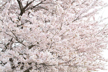 日本の満開の桜　桜前線到来の卒業と入学の季節
Cherry blossoms in full bloom in Japan Season of graduation and admission with the arrival of the cherry blossom front
