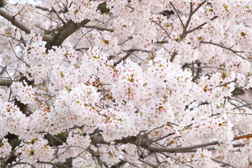 日本の満開の桜　桜前線到来の卒業と入学の季節
Cherry blossoms in full bloom in Japan Season of graduation and admission with the arrival of the cherry blossom front
