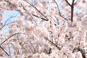 日本の満開の桜　桜前線到来の卒業と入学の季節
Cherry blossoms in full bloom in Japan Season of graduation and admission with the arrival of the cherry blossom front

