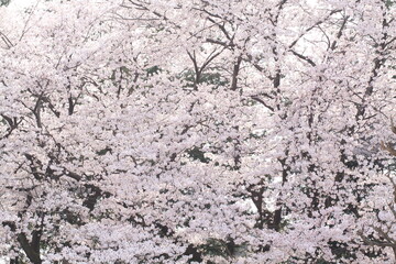 日本の満開の桜　桜前線到来の卒業と入学の季節
Cherry blossoms in full bloom in Japan Season of graduation and admission with the arrival of the cherry blossom front
