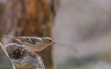 bird, natur, wild lebende tiere, tier, finch, spatz, schnabel,