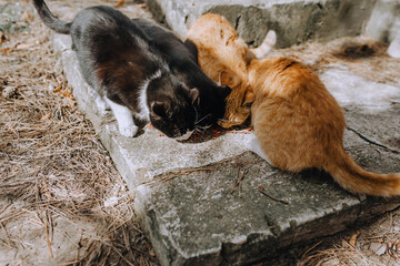 Multi-colored beautiful hungry fluffy cats eat food in nature, dry food as a family.