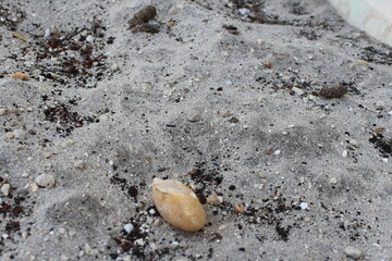 Rocks in the grey sand