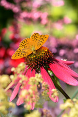 Schmetterling 997