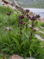 Flowering Purple Gentian
