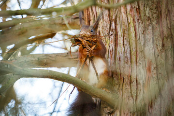 Eichhörnchen mit Nistmaterial