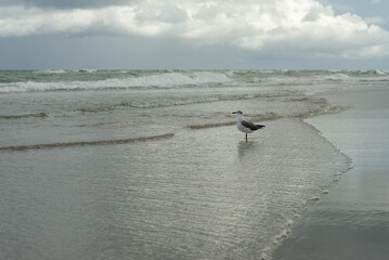 Seagull at the shore in a beach