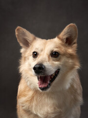 portrait of a beautiful dog on a brown canvas. Mix of breeds. Pet in the studio, artistic photo on the background