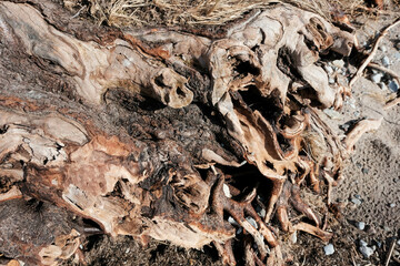 The powerful roots of a tree growing on a beach by the sea