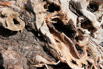 tree roots by the sea. root structure on the Estonian Baltic coast