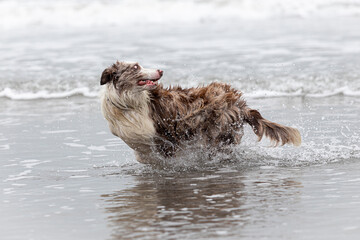 happy border collie dog running in shallow ocean water