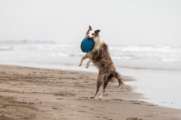 running and jumping border collie dog playing fetch with a toy in the ocean