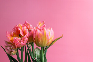 bouquet of pink yellowish tulips on a pink background with space for text