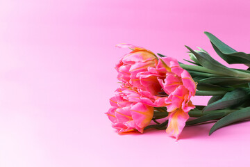 pink peony tulips lie on a pink background