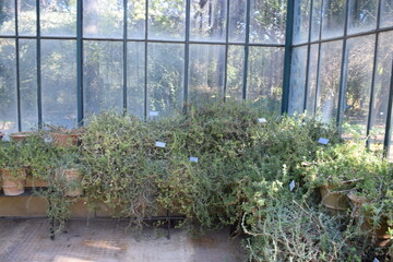 Collection of potted plants inside of the Giardino d'Inverno ("Winter Garden") in the Orto Botanico di Palermo (Palermo Botanical Garden) 