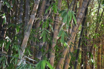 Majestic giant bamboo (Dendrocalamus giganteus)