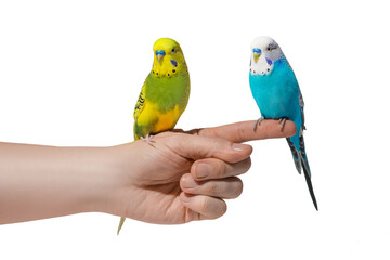 Two blue and yellow wavy parrots sitting on hand isolated on white background