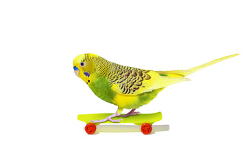 Yellow wavy parrot with plastic toy skateboard isolated on white background