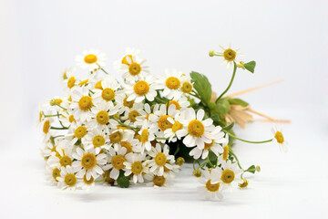 Chamomile flower...Bouquet of feverfew on white background...Chamomile flowers on a white background...Bunch of little daisy flowers on white. Soft focus, top view, close composition. Copy space.