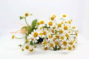 Obraz premium Chamomile flower...Bouquet of feverfew on white background...Chamomile flowers on a white background...Bunch of little daisy flowers on white. Soft focus, top view, close composition. Copy space.
