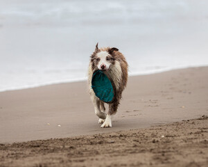 running and jumping border collie dog playing fetch with a toy in the ocean