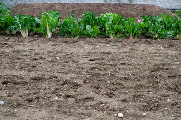 Huerto con acelgas y tierra
