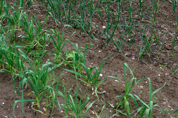 plantas de ajos y cebollas creciendo en el huerto