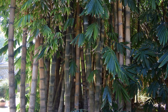 Majestic giant bamboo (Dendrocalamus giganteus)