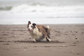 happy border collie dog running over sand