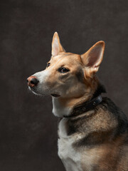 portrait of a beautiful dog on a brown canvas. Mix of breeds. Pet in the studio, artistic photo on the background