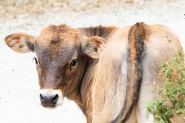 Pequeña vaca marrón