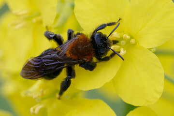 Andrena thoracica on a flower