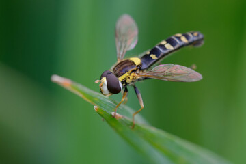 Male Long hoverfly (Sphaerophoria scripta) on a leaf