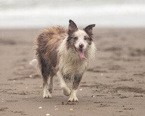 happy border collie dog walking over sand