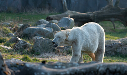 white polar bear