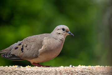 Columbidae - Columba livia - pomba - pássaro