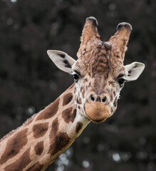 portrait of a giraffe