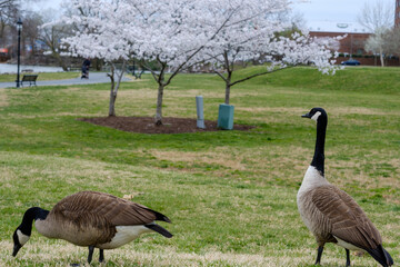 Cherry Blossoms in Bloom with Canada Goose