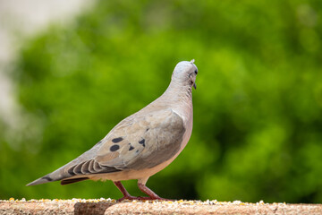 Columbidae - Columba livia - pomba - pássaro